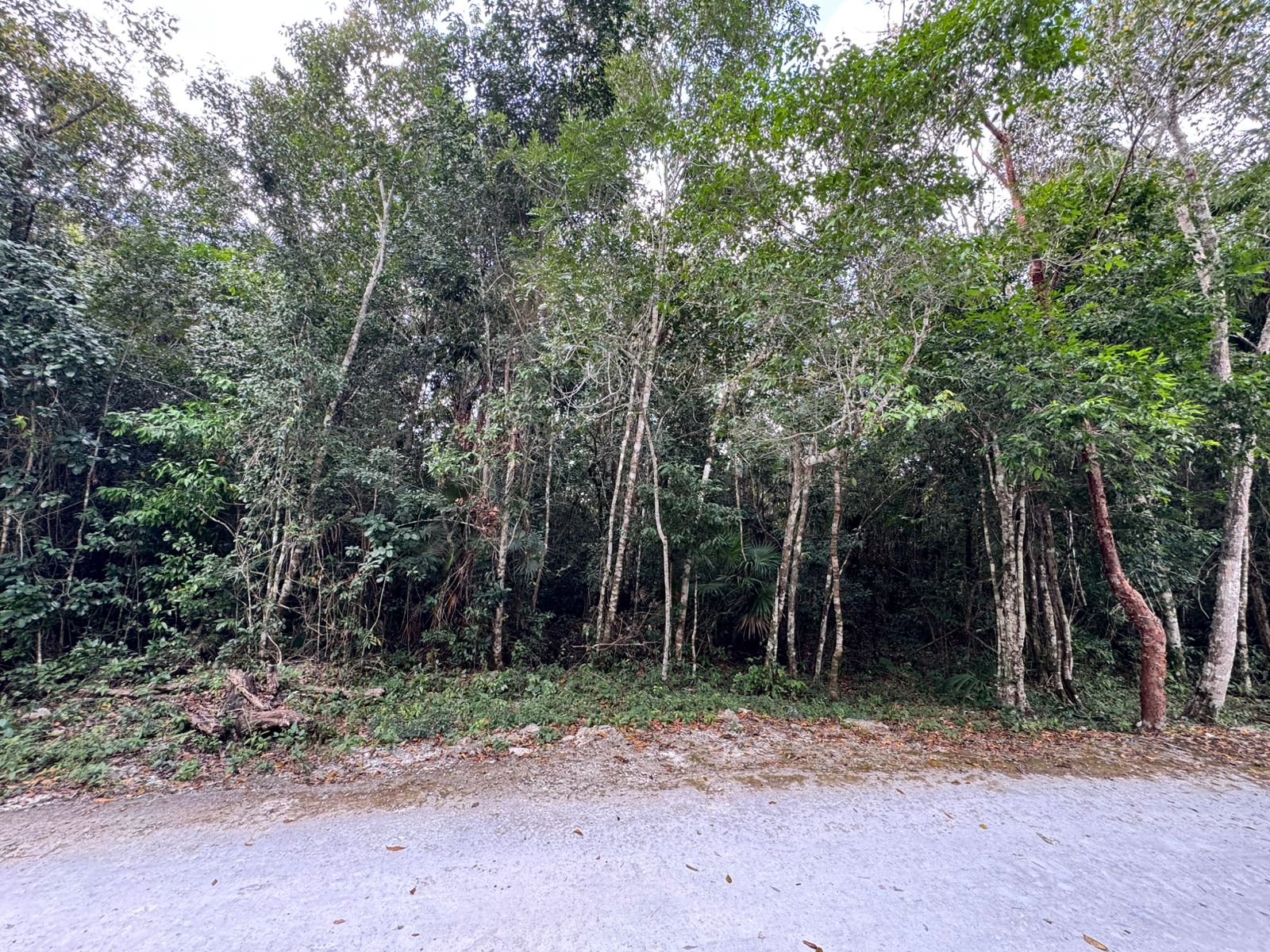 Copia de selva grande